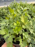 Lubczyk ogrodowy ładna sadzonka - rozsada