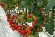 Pomidory Corazon F1 nasiona jakości premium - holenderskie 10szt ***