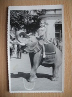 Bydgoszcz 1957 r. Dziewczynka na małej figurce słonia Stare zdjęcie