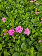 Million Bells Double Soft Pink