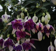 Fuksja Fuchsia BLUE ANGEL