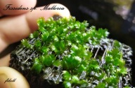 Fissidens sp. Marllorca 15 gałązek od fibell