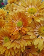 Chryzantema zimująca Szarlot róża.trawa irys lilia