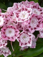Kalmia szerokolistna 'IDEAL'