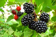 Jeżyna kolczysta, obronna, słodkie owoce