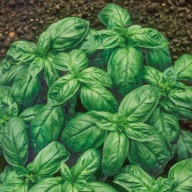 Nasiona bazylii Genovese Premium Seeds 1 g