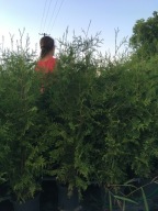 Tuja thuja Brabant żywopłot 1 gat do 210cm gęsty