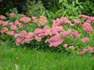 Rozchodnik okazały brillant sadzonka w pojemniku na balkony i tarasy