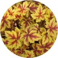 Żuraweczka Gold Zebra