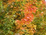 Klon zwyczajny NAJŁADNIEJSZY Z POLSKICH KLONÓW -MIODODAJNY 5 SZTUK