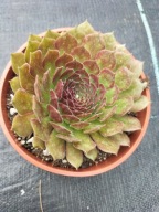 Rojnik 123 Hav.BRONZE - jasnobrązowy o długich liściach