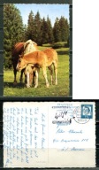 K24604)Karta Zwierzecia: Kon, wyslany
