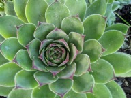 Rojnik murowy 20 Sztuk plus gratis