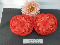 Pomidor Ferris Wheel stara odmiana nasiona kolekcjonerskie