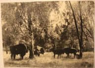 PUSZCZA BIAŁOWIESKA. Rezerwat żubrów