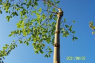 Wiąz szczepiony pendula jednostronna inny