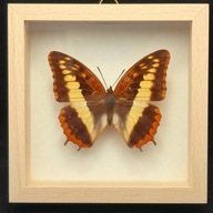 Motyl w gablotce Charaxes Cynthia