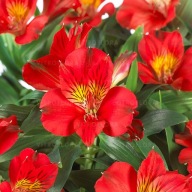 Alstromeria Alstroemeria aurosa Kate
