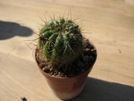 Kaktus , Notocactus megepotamicus