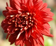 CHRYZANTEMA ZIMUJĄCA ###### CARMEN ####### urdzik irys lilia