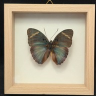 Motyl w gablotce Euphaedra Preussi