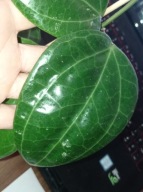 Hoya Hoja sp. SULAWESI GPS 8867 cięta