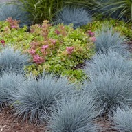 NIEBIESKA TRAWA Kostrzewa sina | Elijah Blue |