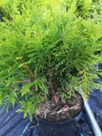 Tuja danica w donicy kula