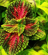 Koleus Coleus H Stained Glassworks Spacecake KOLOROWA ROŚLINA