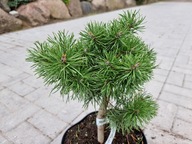 IDEALNA NA BONSAI Sosna wydmowa 'Jerry WB SDl' C5