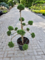 Sosna górska 'Jezek' SZCZEPIONE BIG BONSAI TOPIARY 10 kul DUŻA, JEDYNA TAKA