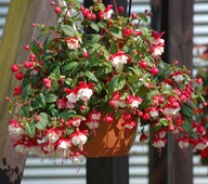 Fuksja zwisająca Fuchsia Swingtime zwisająca