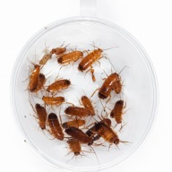 Karaczany tureckie 0,2-2 cm 30szt. Najlepsze źródlo białka dla mrówek