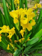 Kosaciec Irys mix kolorów 20 sztuk