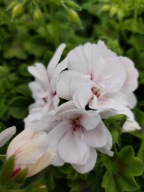 Pelargonia peltatum - wisząca- biały Temprano White