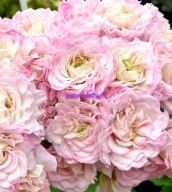 Pelargonia -YUV Zvezda Vodoleya - sadzonka