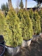 Thuja Smaragd Żywotnik Zachodni 180 cm. Wys.