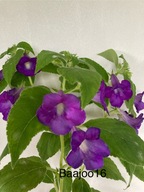Achimenes mexicana - kłącze
