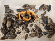 Karaczany argentyńskie DUBIA MIX 100 sztuk