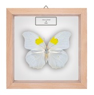 Motyl w gablotce Anteos clorinde