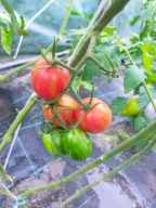 Pomidor Russian Queen urodziwa koktajlówka nasiona kolekcjonerskie