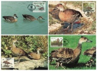 12-MC-GK27- Wyspy Bahama,WWF, Gęsi,1988r