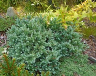 UNIKATOWA CZARCIA MIOTŁA Modrzew amerykański 'Tharandt' Larix laricina