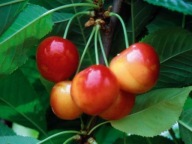 Czereśnia BUTTNERA CZERWONA – duże owoce, deserowa i przetwórcza