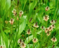 Babka lancetowata (Ribwort Plantain) nasiona 1000szt***