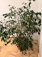 Beniamin Fikus wysokość 130cm z donicą ozdobną złotą rozłożysty zieleń