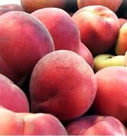 Brzoskwinia RAKONIEWICKA odporna na mróz