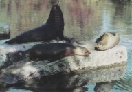 WARSZAWA - ZOO - UCHATKA KALIFORNIJSKA