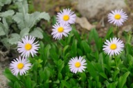 Przymiotno - Erigeron sp. -zadarniająca miniaturka