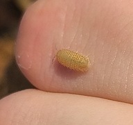 Cristarmadillidium muricatum 10 sztuk prosionki ekipa sprzątająca